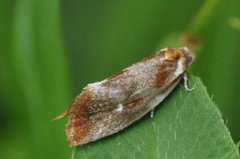 Brassy Tortrix (Eulia ministrana)