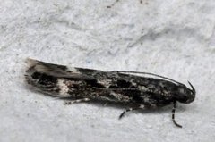 Caryocolum vicinella