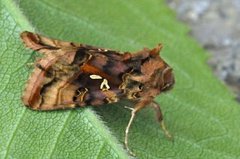 Gyllenbrunt metallfly (Autographa macrogamma)