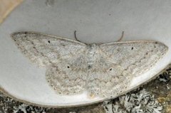 Cream Wave (Scopula incanata)