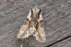 The Saxon (Hyppa rectilinea)