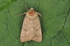 Brunt urtefly (Caradrina morpheus)