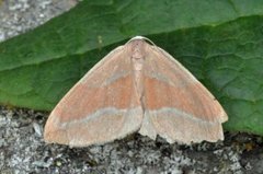 Barred Red (Hylaea fasciaria)