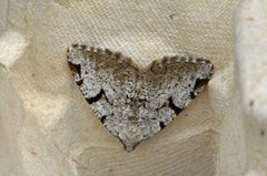 The V-Moth (Macaria wauaria)