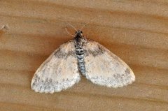 The Seraphim (Lobophora halterata)