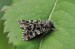 Brunt nellikfly (Hadena perplexa)