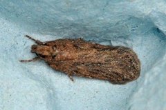Chervil Flat-body (Depressaria sordidatella)