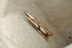 Treflekket nebbmott (Catoptria permutatella)