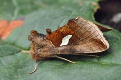 Storflekket metallfly (Autographa bractea)