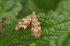 Neslebredmøll (Anthophila fabriciana)