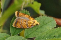 Yellow Rose Button (Acleris bergmanniana)