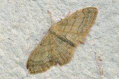 Bueengmåler (Idaea straminata)