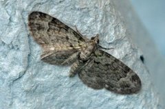 Green Pug (Pasiphila rectangulata)