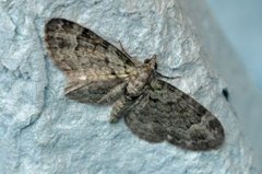 Epleblomstmåler (Pasiphila rectangulata)