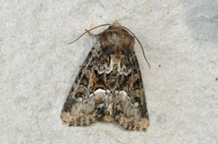 Marbled Minor (Oligia strigilis)