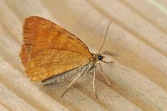 Rannoch Looper (Macaria brunneata)