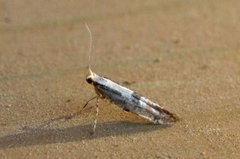 Apple Fruit Moth (Argyresthia conjugella)