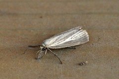 Pearl Veneer (Agriphila straminella)