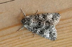 Ospekveldfly (Acronicta megacephala)