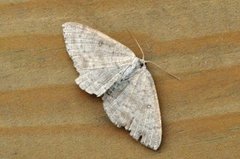 Bjørkeløvmåler (Cyclophora albipunctata)