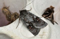 Northern Dart (Xestia alpicola)