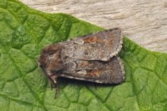 Northern Dart (Xestia alpicola)