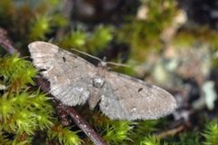 Brun dvergmåler (Eupithecia absinthiata)