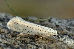 Bird-cherry Ermine (Yponomeuta evonymella)