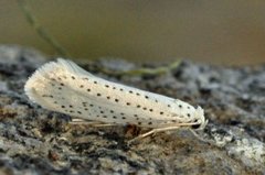 Heggspinnmøll (Yponomeuta evonymella)