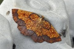 Dark Bordered Beauty (Epione vespertaria)