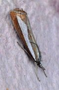 Pearl-band Grass Veneer (Catoptria margaritella)