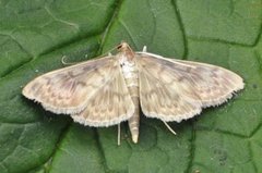 Mother of Pearl (Patania ruralis)