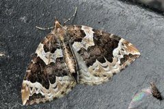 The Phoenix (Eulithis prunata)