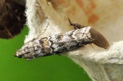 Dark Pine Knot-horn (Dioryctria abietella)