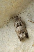 Small Birch Bell (Epinotia ramella)