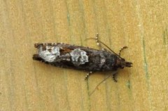 White-blotch Bell (Epinotia trigonella)