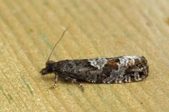 White-blotch Bell (Epinotia trigonella)