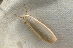 Common Footman (Eilema lurideola)