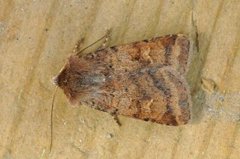 Small Square-spot (Diarsia rubi)