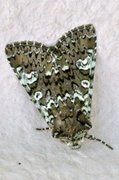 Cameo (Crypsedra gemmea)