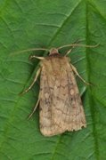 Six-striped Rustic (Xestia sexstrigata)
