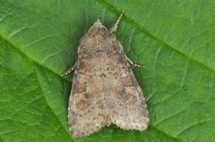 Rødlig løvfly (Parastichtis suspecta)