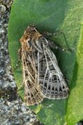 Hvitribbet åkerfly (Tholera decimalis)