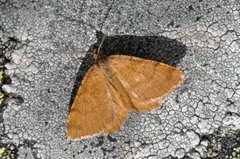 Rannoch Looper (Macaria brunneata)