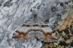 Tranebærmåler (Carsia sororiata)