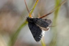 Pjuskemåler (Macaria fusca)