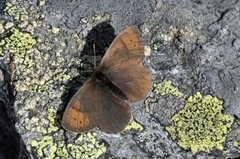 Dewy Ringlet (Erebia pandrose)