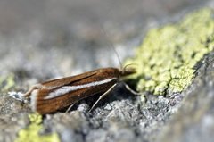 Fjellnebbmott (Catoptria furcatellus)