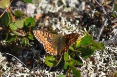 Myrperlemorvinge (Boloria aquilonaris)