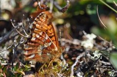 Myrperlemorvinge (Boloria aquilonaris)